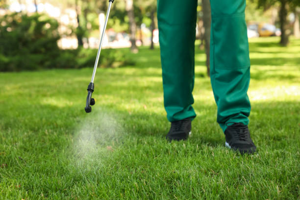 Best Termite Control Services  in Leadville North, CO