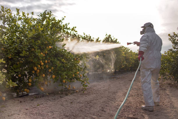 Best Affordable Pest Control Services  in Leadville North, CO