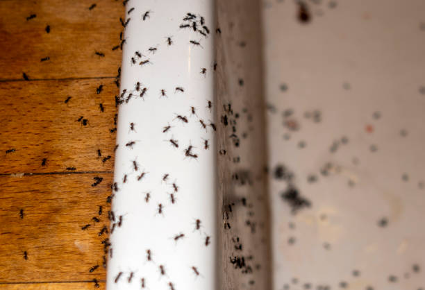 Best Pest Inspection Near Me  in Leadville North, CO
