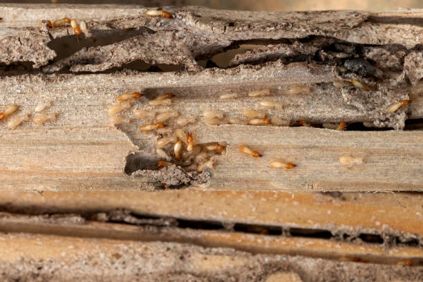 Best Rodent Control Near Me  in Leadville North, CO