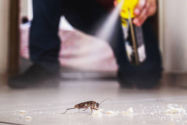 Best Affordable Pest Control Services  in Leadville North, CO