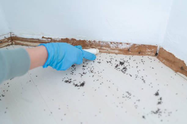 Best Pest Removal Services  in Leadville North, CO